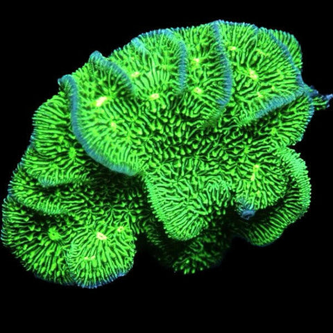 Lettuce Pavona Frag - Charterhouse Aquatics