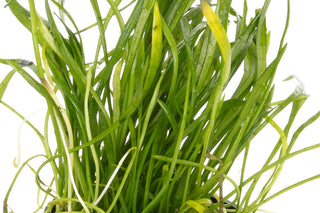 Lilaeopsis brasiliensis