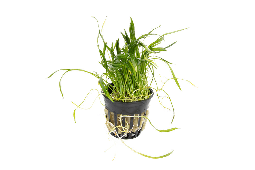Lilaeopsis brasiliensis