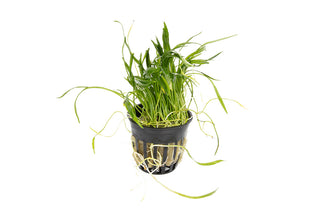 Lilaeopsis brasiliensis