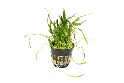 Lilaeopsis brasiliensis