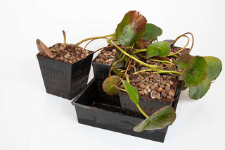 Premium Pond Starter Packs - Pond topup Packs - Oxygenating - Compost and Pots.