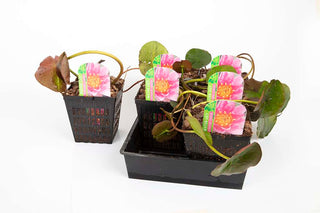 Premium Pond Starter Packs - Pond topup Packs - Oxygenating - Compost and Pots.