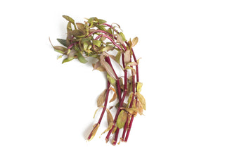 Limnophila aquatica