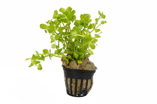 Lindernia rotundifolia