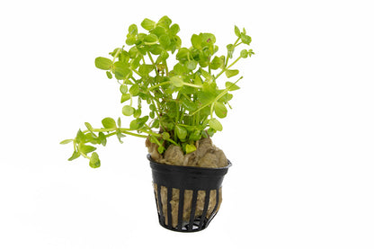 Lindernia rotundifolia