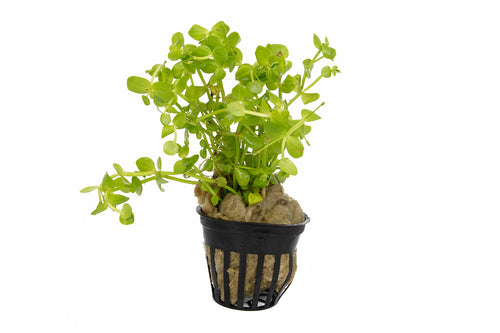Lindernia rotundifolia