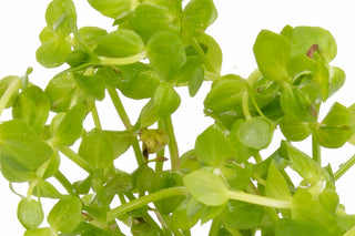 Lindernia rotundifolia