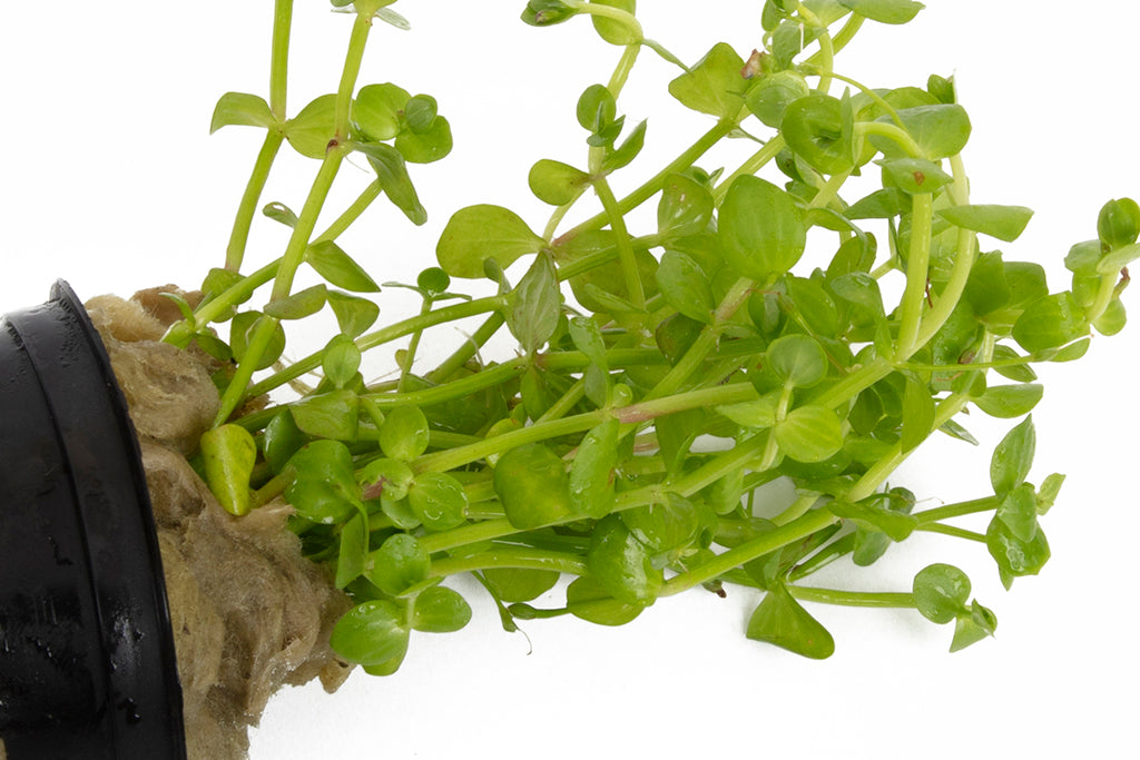 Lindernia rotundifolia