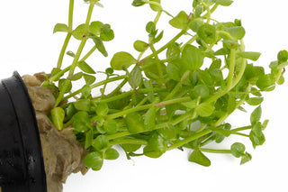 Lindernia rotundifolia