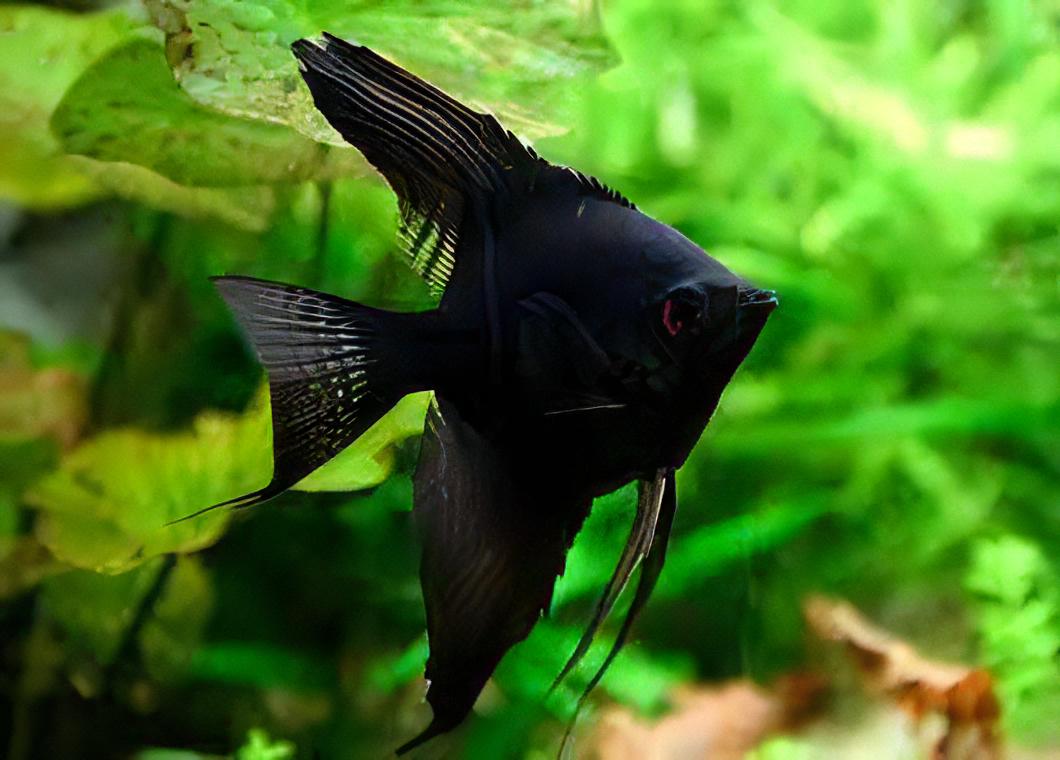 Black Angelfish Pterophyllum Scalare.
