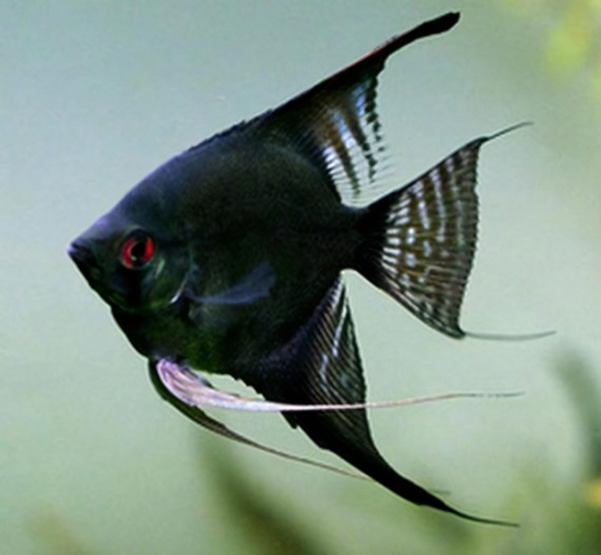 Black Angelfish Pterophyllum Scalare.
