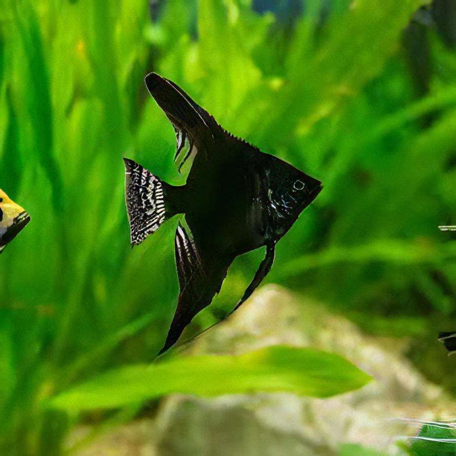 Black Angelfish Pterophyllum Scalare.