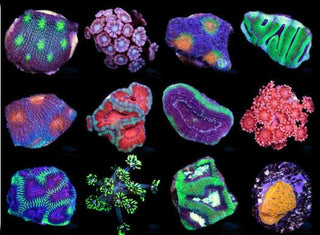 LPS Frag Pack (12 Frags).