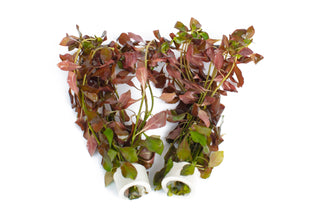 Ludwigia glandulosa