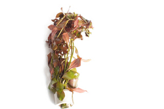 Ludwigia glandulosa
