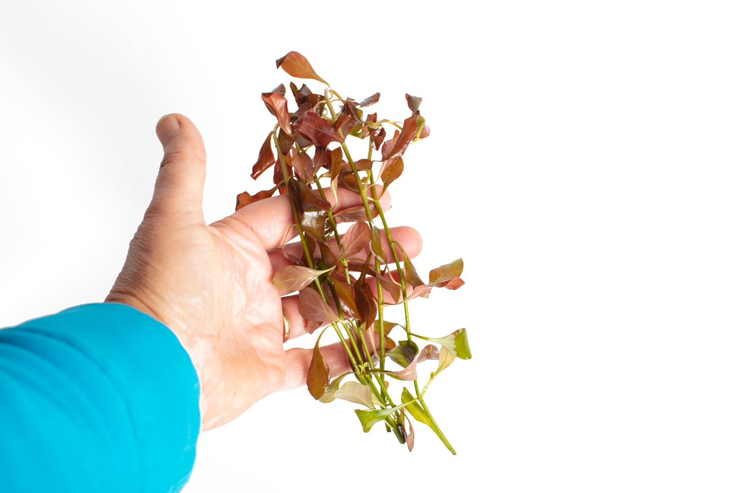 Ludwigia glandulosa