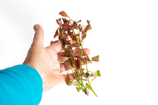 Ludwigia glandulosa