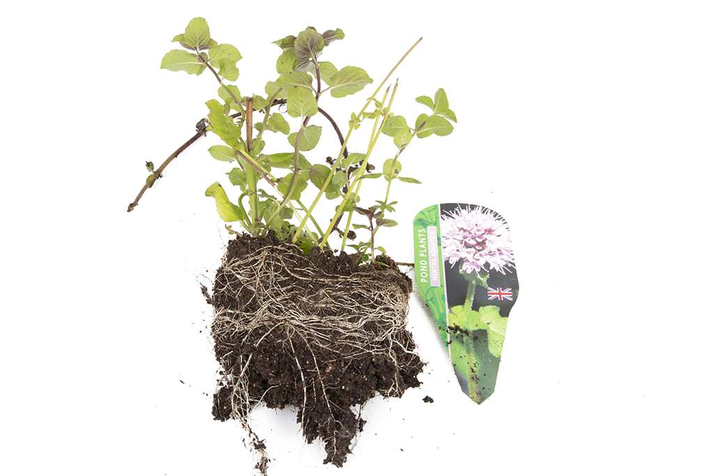 Premium Pond Starter Packs - Pond topup Packs - Oxygenating - Compost and Pots.
