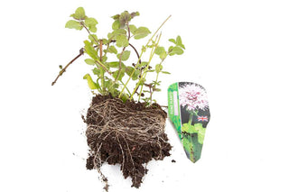 Premium Pond Starter Packs - Pond topup Packs - Oxygenating - Compost and Pots.