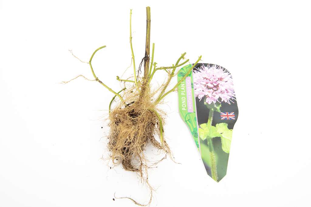 Pond Starter & top up Packs - Oxygenating - Compost and Pots.