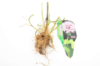 Pond Starter & top up Packs - Oxygenating - Compost and Pots.