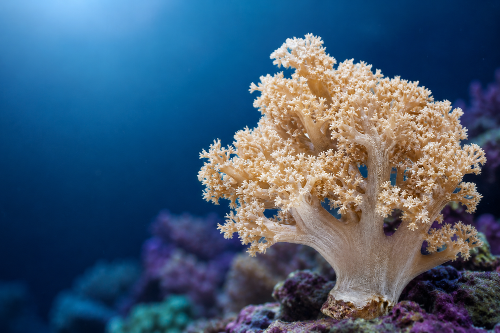 Soft Corals Explained