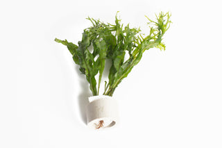 Microsorium pteropus ‘Windelov’