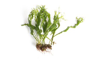 Microsorium pteropus ‘Windelov’