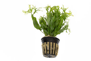 Microsorium pteropus ‘Windelov’