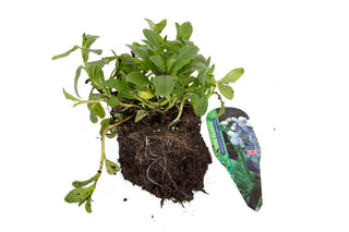 Premium Pond Starter Packs - Pond topup Packs - Oxygenating - Compost and Pots.