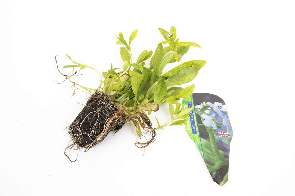 Pond Starter & top up Packs - Oxygenating - Compost and Pots.