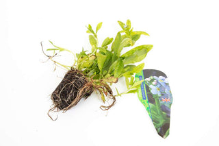 Pond Starter & top up Packs - Oxygenating - Compost and Pots.