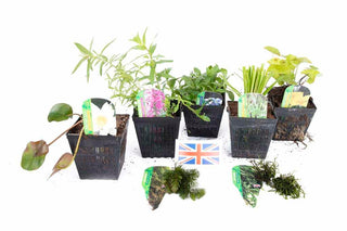 Lincolnshire Pond Plants Native Pack Potted - NNL02.