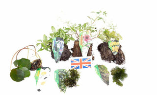 Lincolnshire Pond Plants Native Pack - NNL01.