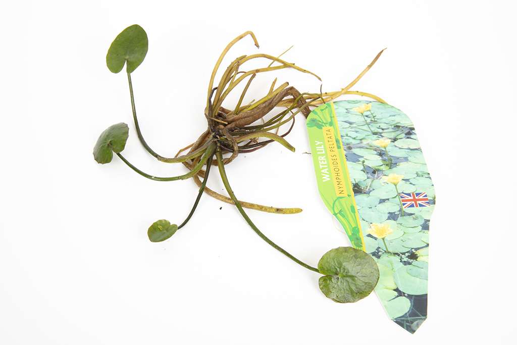 Pond Starter Packs - Pond topup Packs - Oxygenating - Compost and Pots Potted.
