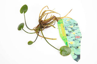 Pond Starter & top up Packs - Oxygenating - Compost and Pots.