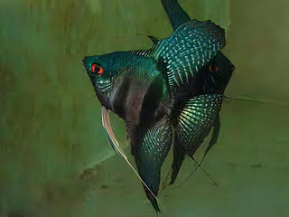 Pinoy Green Ghost Angelfish Pterophyllum Scalare 5cm.