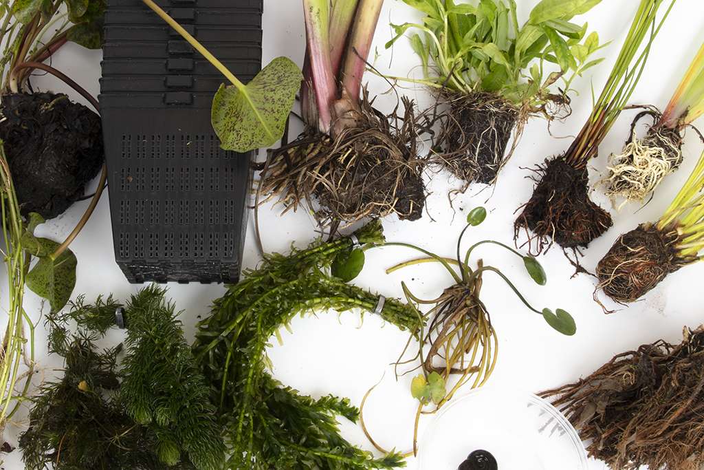 Pond Starter Packs - Pond topup Packs - Oxygenating - Compost and Pots Potted.