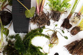 Pond Starter Packs - Pond topup Packs - Oxygenating - Compost and Pots Potted.