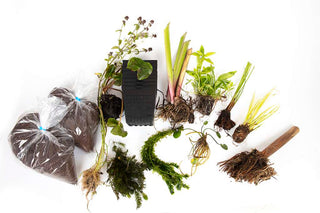 Pond Starter Packs - Pond topup Packs - Oxygenating - Compost and Pots Potted.