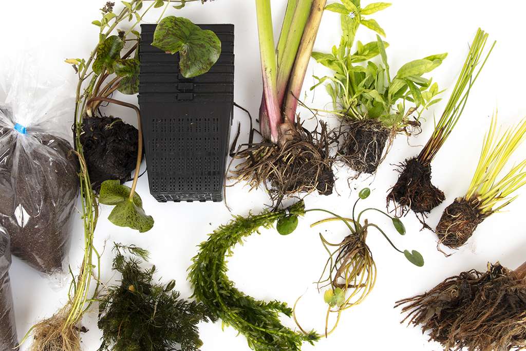 Pond Starter Packs - Pond topup Packs - Oxygenating - Compost and Pots Potted.