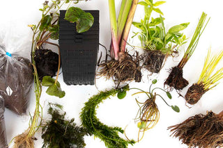 Pond Starter Packs - Pond topup Packs - Oxygenating - Compost and Pots Potted.