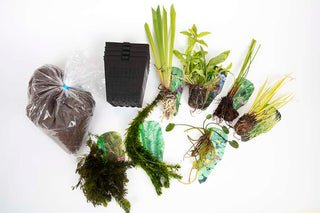 Pond Starter Packs - Pond topup Packs - Oxygenating - Compost and Pots Potted.