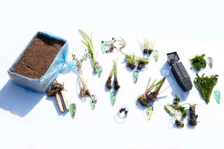 Pond Starter Packs - Pond topup Packs - Oxygenating - Compost and Pots Potted.
