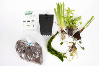 Pond Starter Packs - Pond topup Packs - Oxygenating - Compost and Pots Potted.