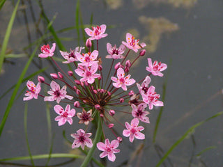Lincolnshire Pond Plants Frog Pack - FFPL01.