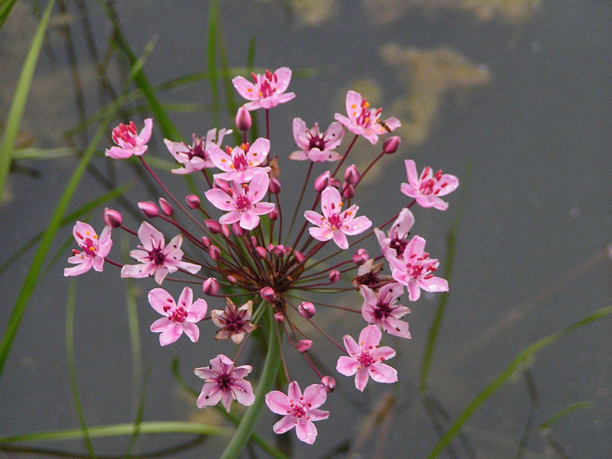 Lincolnshire Pond Plants Native Marginal 8 Pack - NNL01.