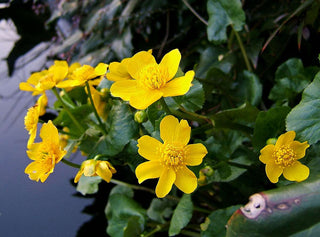 Lincolnshire Pond Plants dragonflies & damselflies  Marginal 8 Pack Potted -DD802.