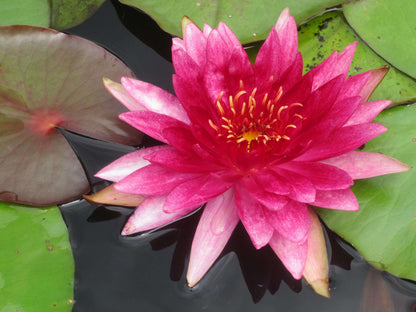 Lincolnshire Pond Plants Native Pack - NNL01.